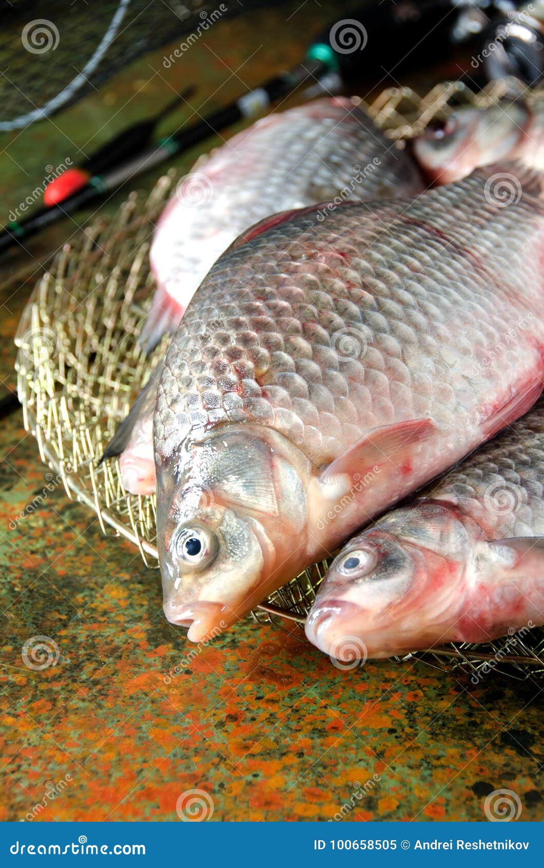 826 Carp Fishing Float Stock Photos - Free & Royalty-Free Stock Photos from  Dreamstime