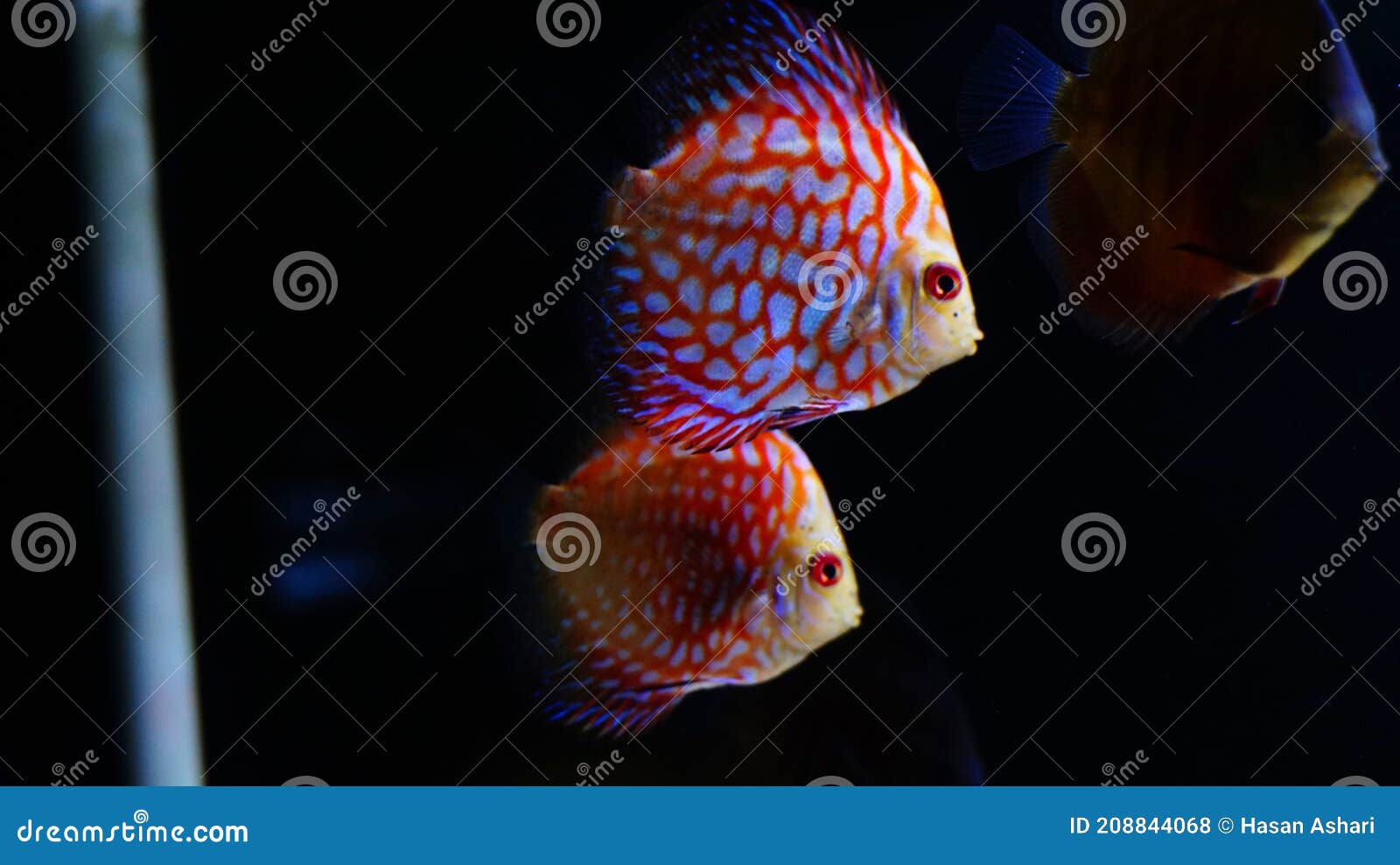 Several Discus Fish on a Black Background Stock Photo Image of