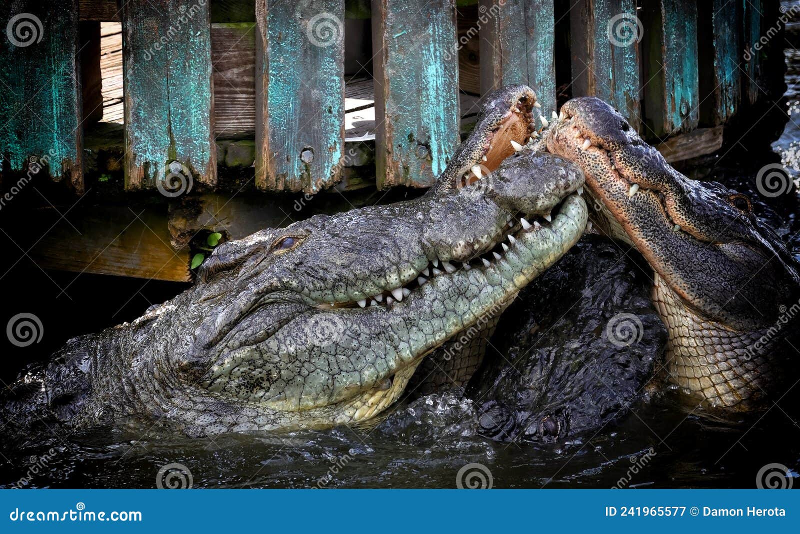 Two Florida Alligators Sunning On Dock Stock Image Image Of Marsh