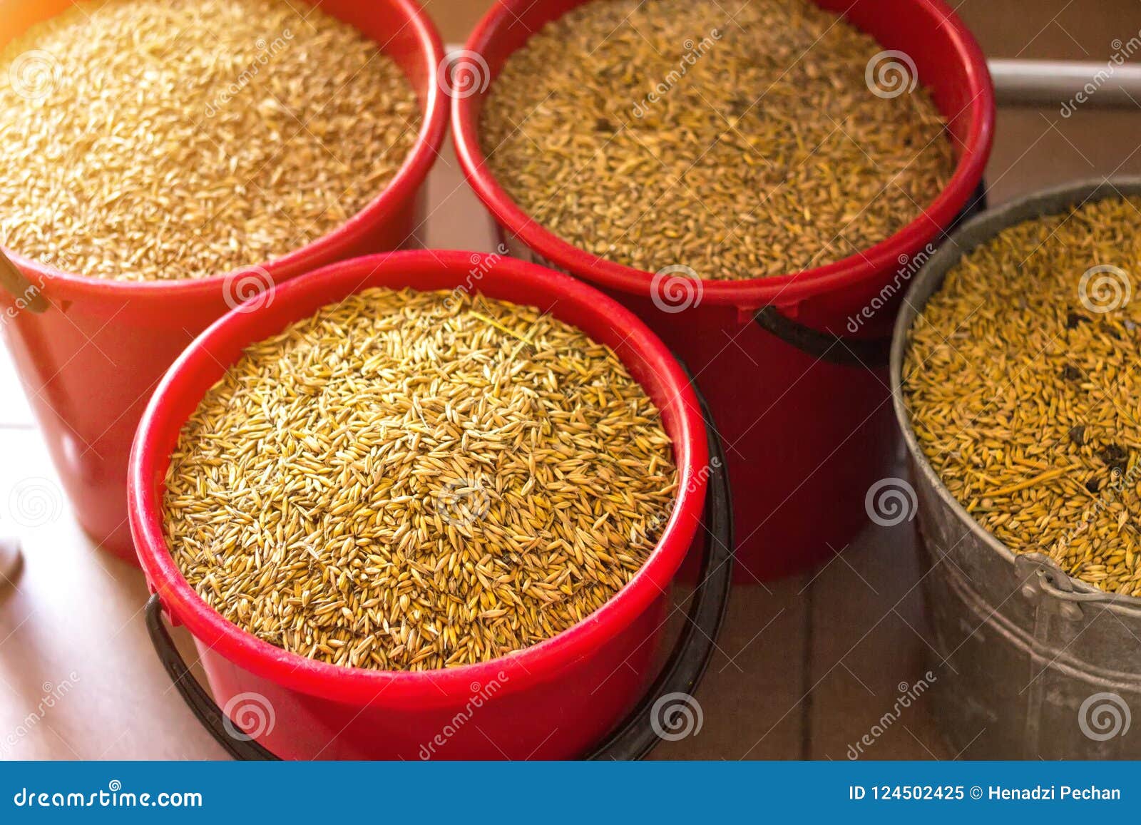 several full buckets stand with grain, oats granule