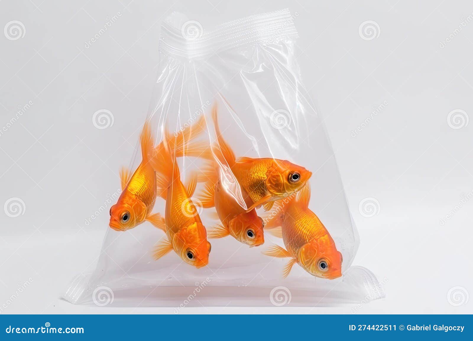 Several Goldfish in Plastic Bag Isolated on White Background Stock  Illustration - Illustration of plastic, underwater: 274422511