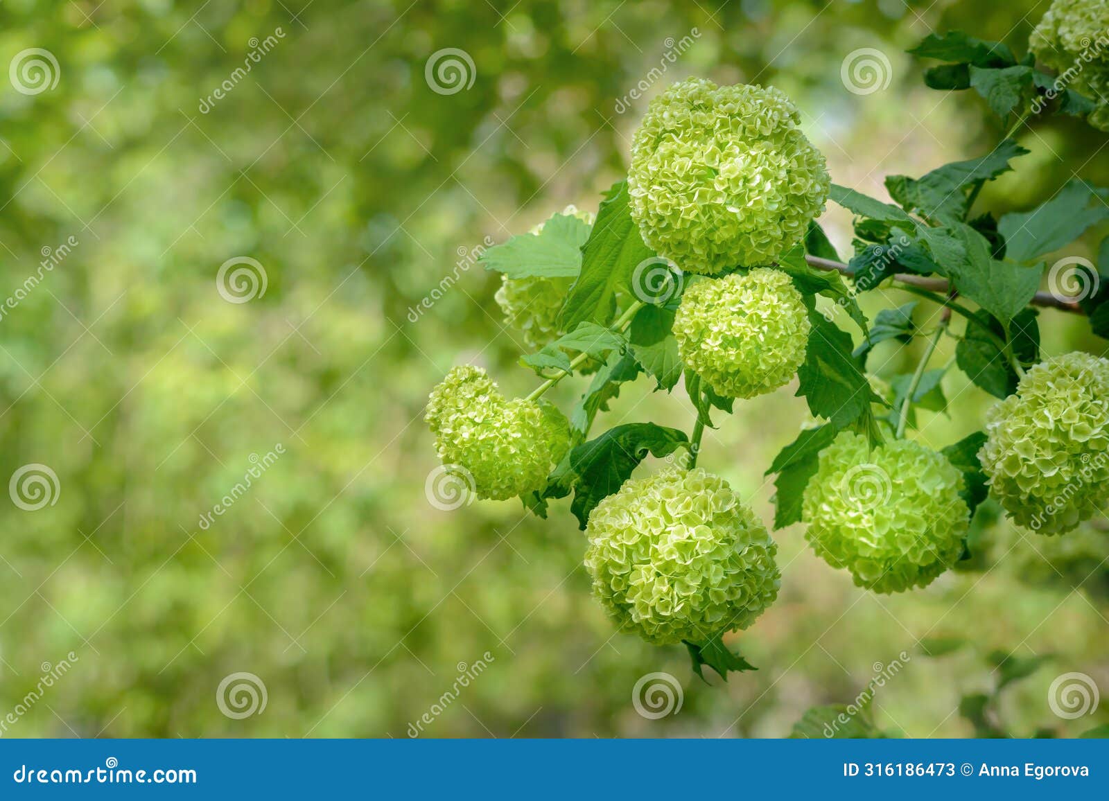 several inflorescences of green hydrangeas on a blurred background