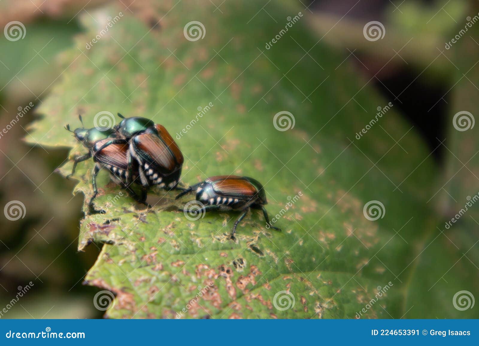 Several Japanese Beetles on a Grape Leaf Stock Image Image of