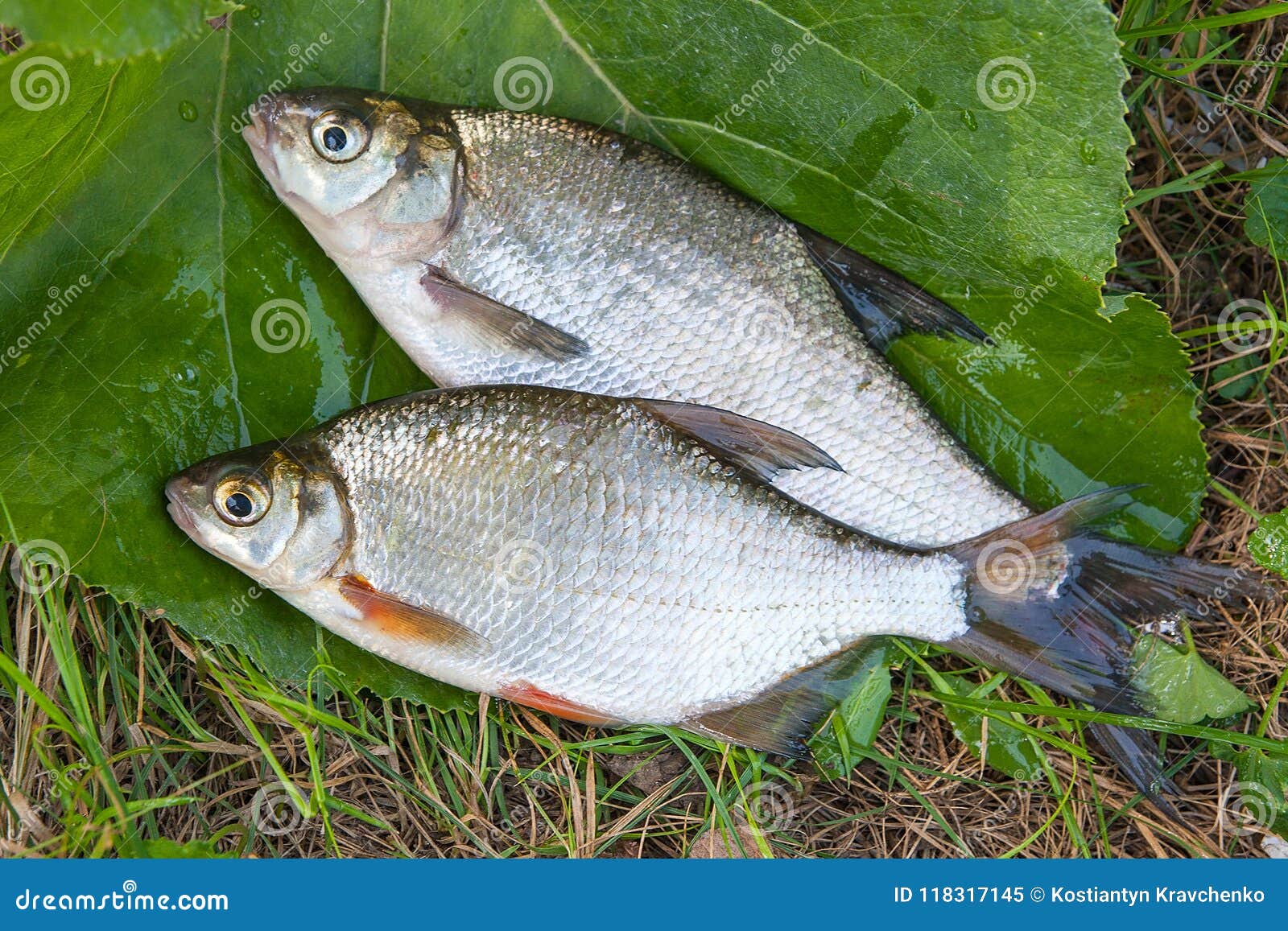 freshwater common bream and white bream or silver bream fish on