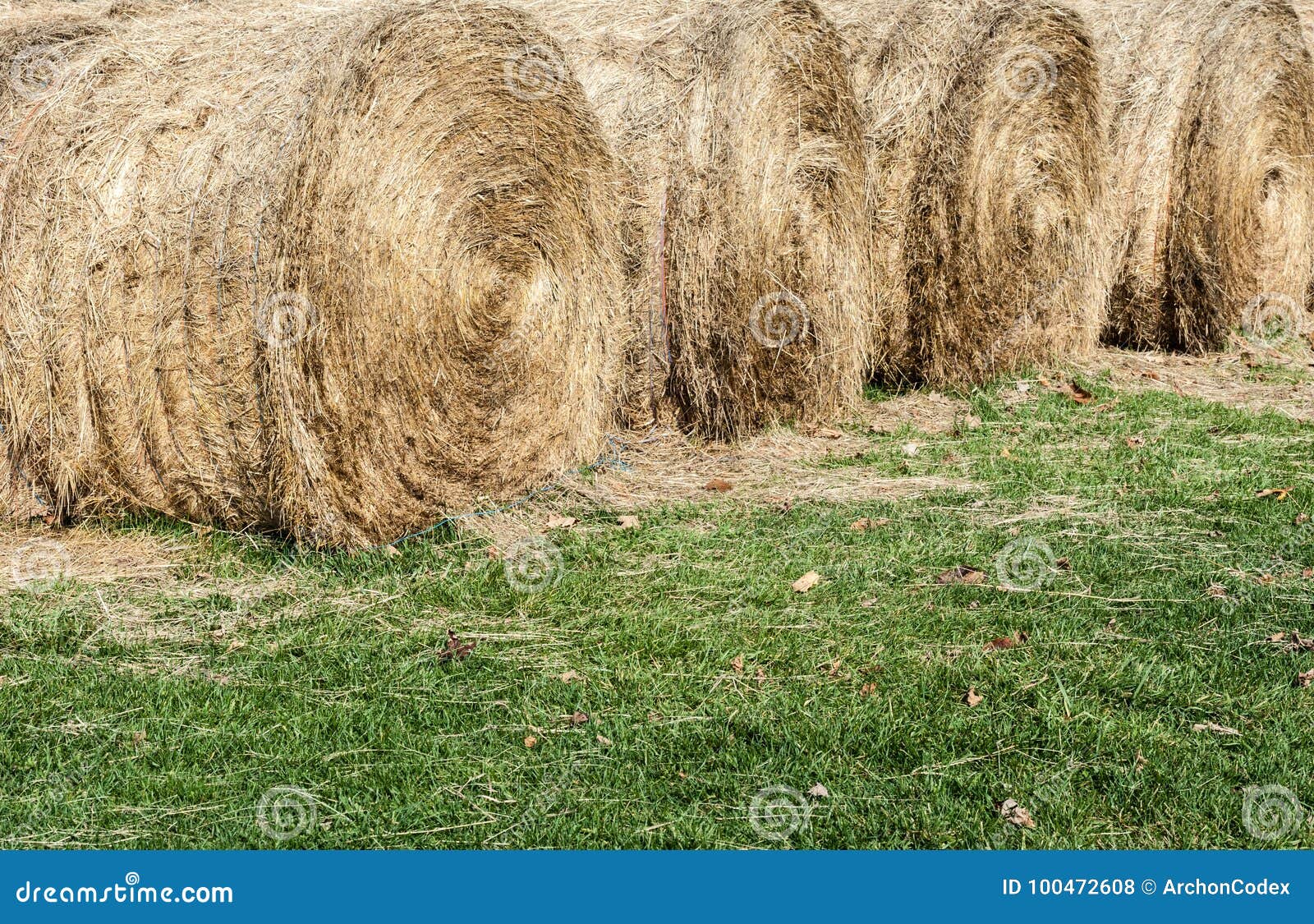 Several Large Round Hay Bales on Grass. Stock Photo Image of straw