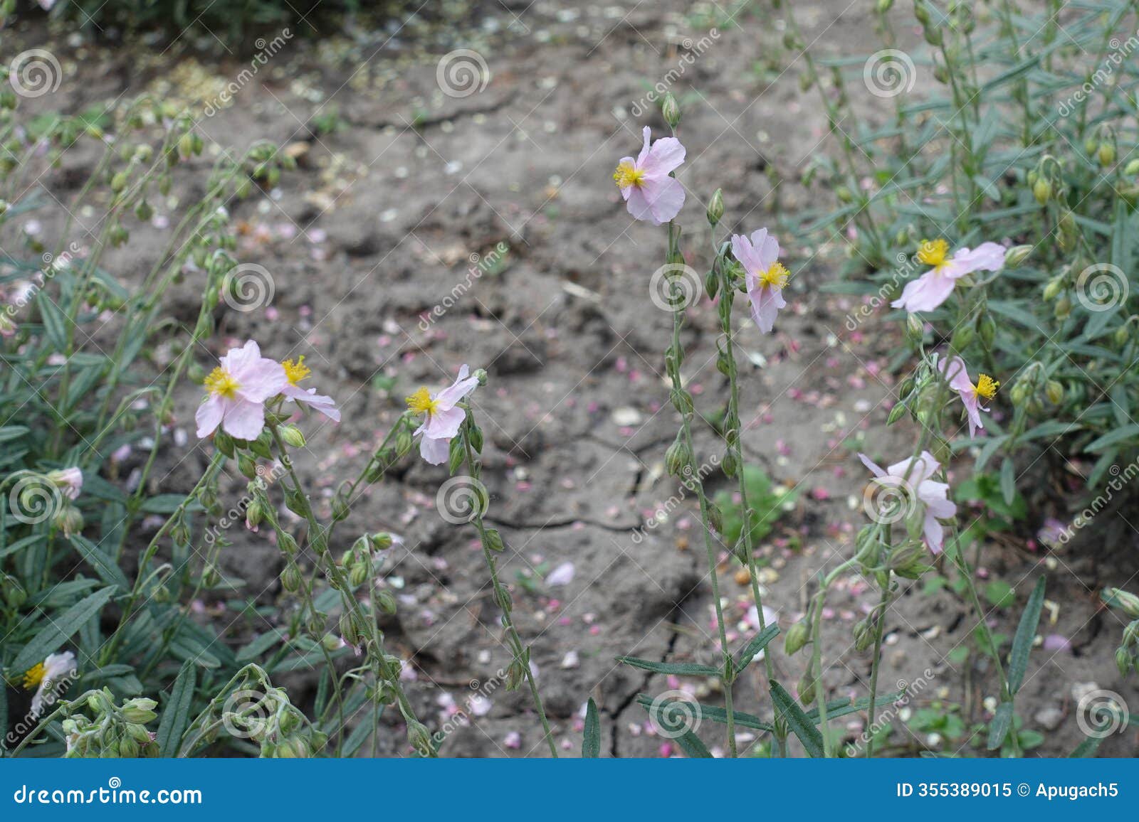 several pink flowers of helianthemum apenninum in may