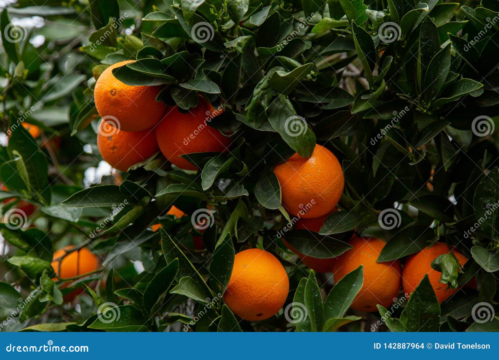 Several oranges on a tree stock photo. Image of florida 142887964