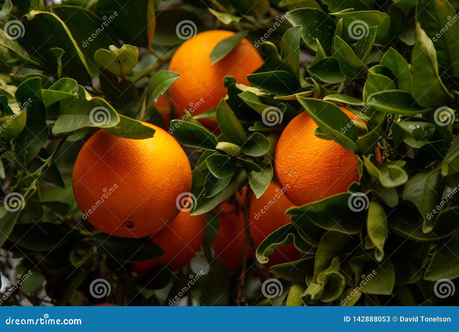 several oranges on a tree