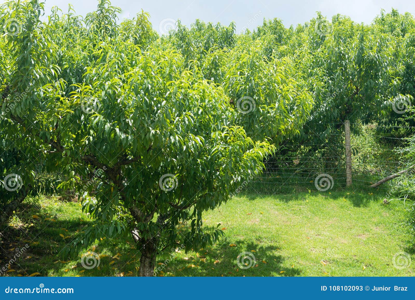 Broskyňový strom neprodukujúci ovocie