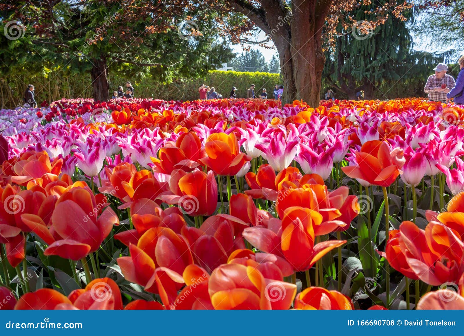 People Enjoy Tulips Editorial Stock Photo Image Of Sunny 166690708