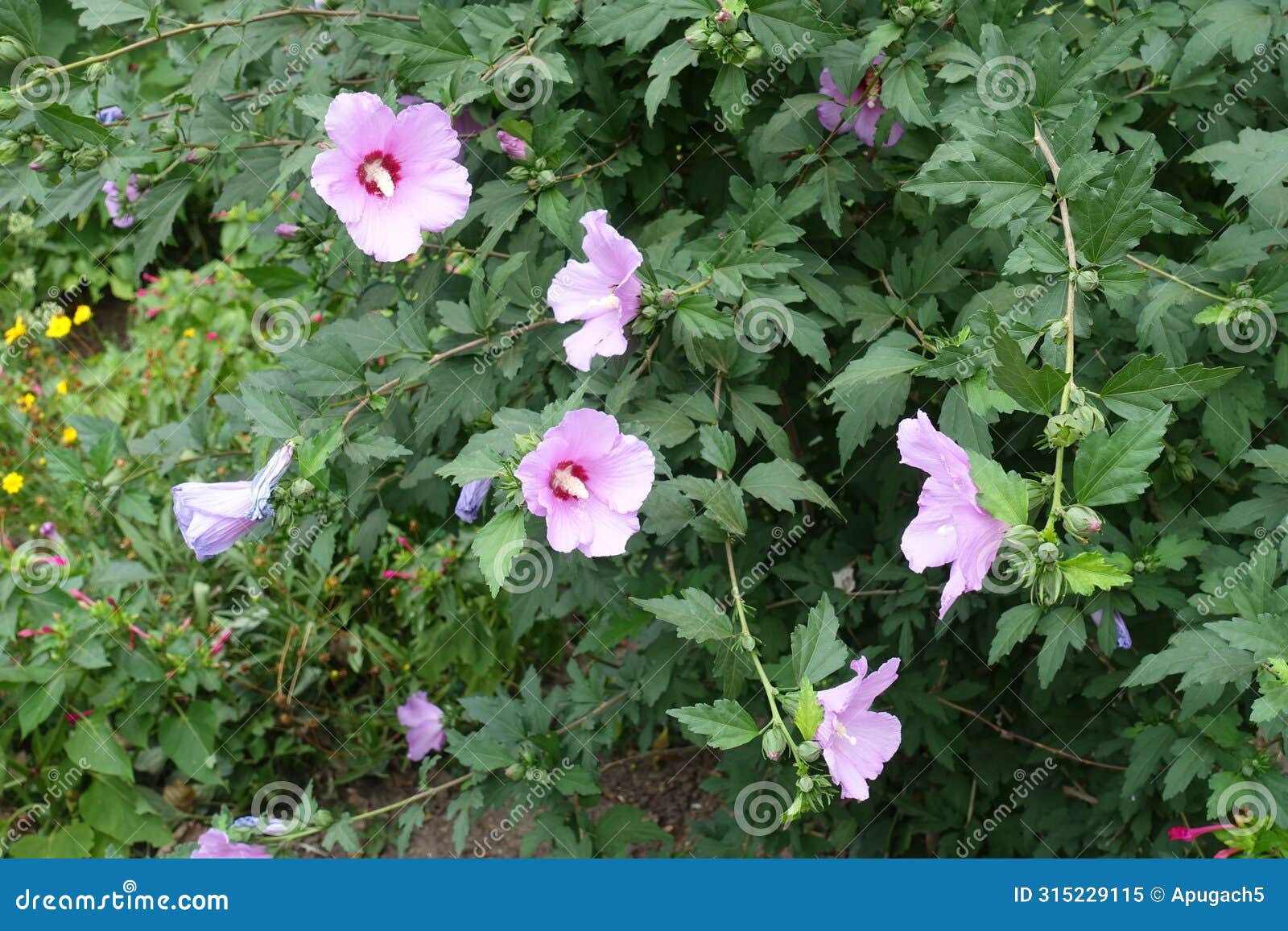 several pink flowers in the leafage of hibiscus syriacus in august