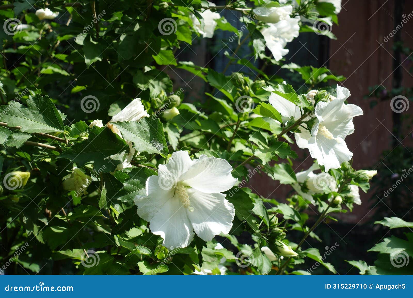 several pure white flowers in the leafage of hibiscus syriacus