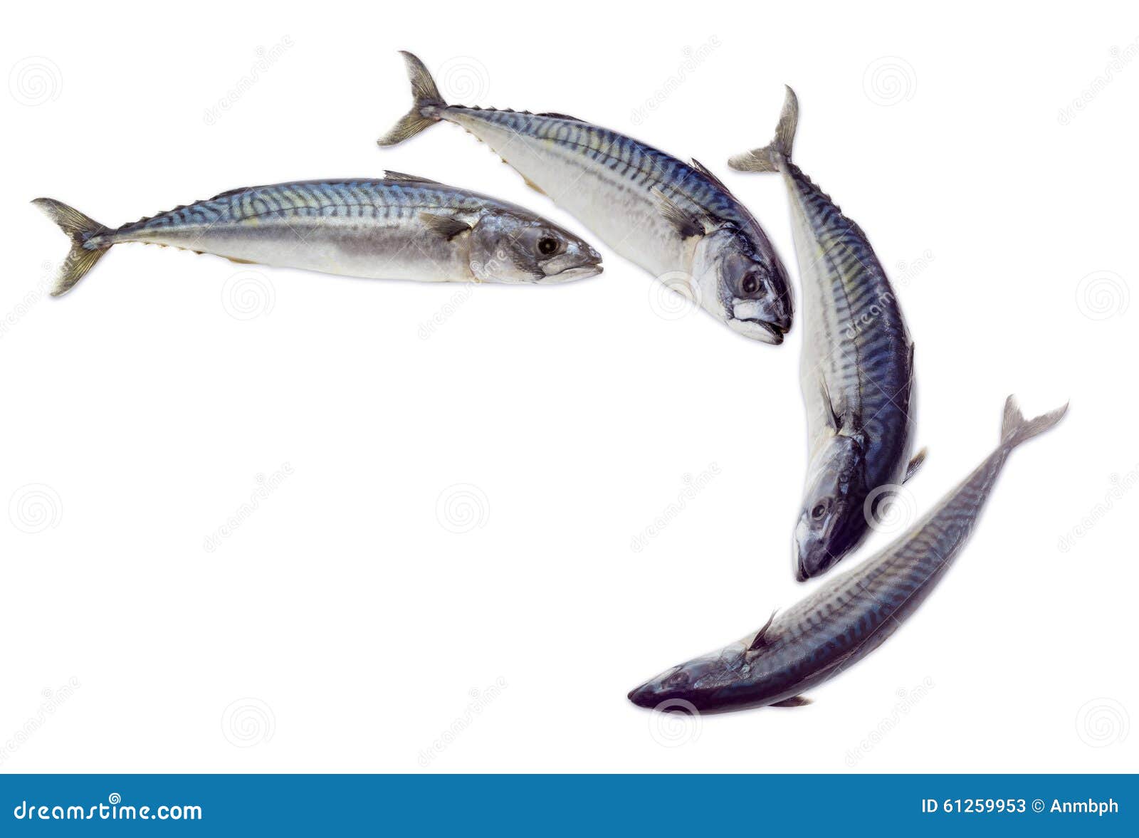Several Raw Atlantic Mackerels on a Light Background Stock Image