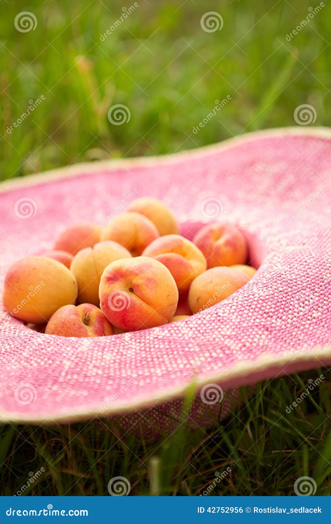 Several Ripe Apricots in a Hat Stock Photo Image of orange, nature
