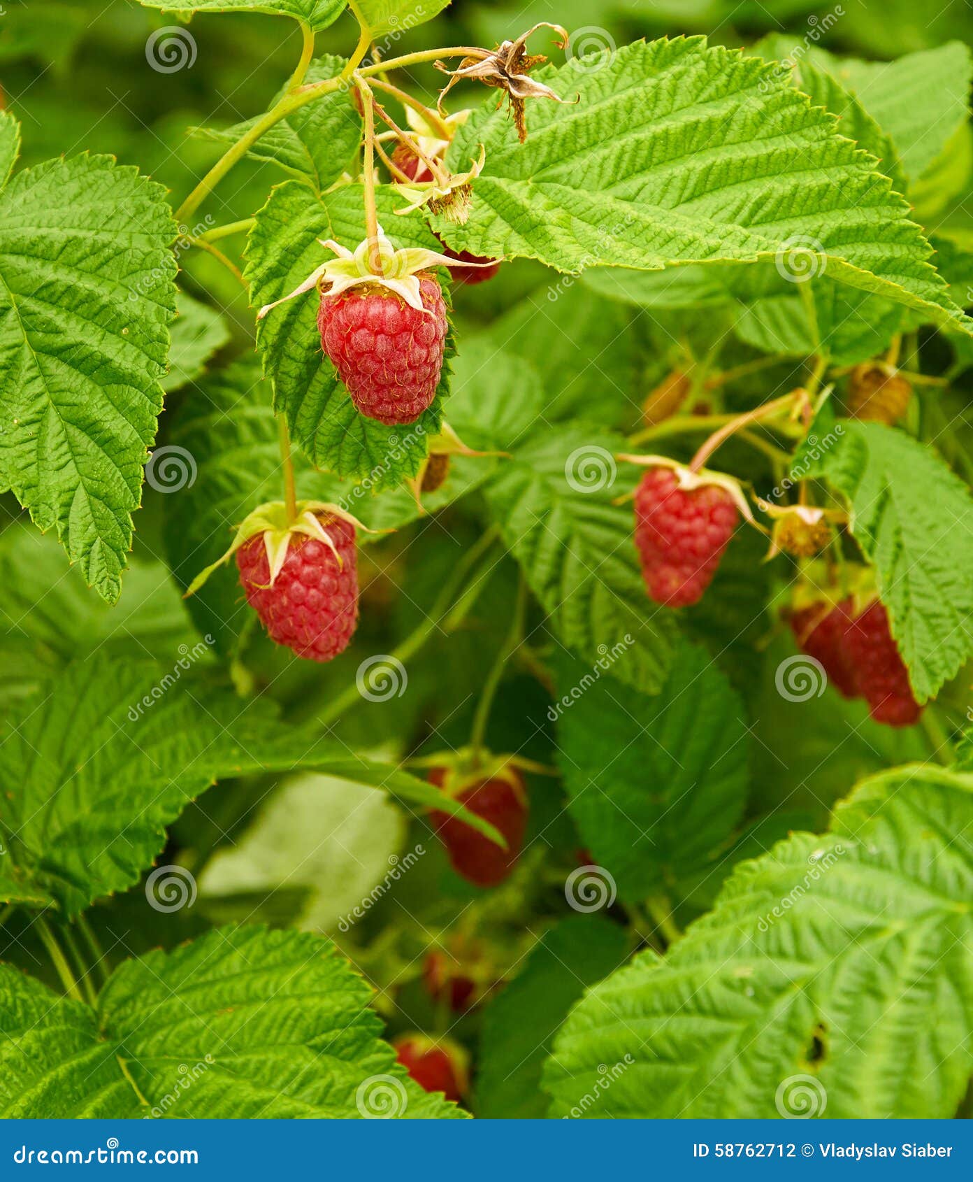 Several Ripe Red Raspberries Growing Stock Photo Image of fruit