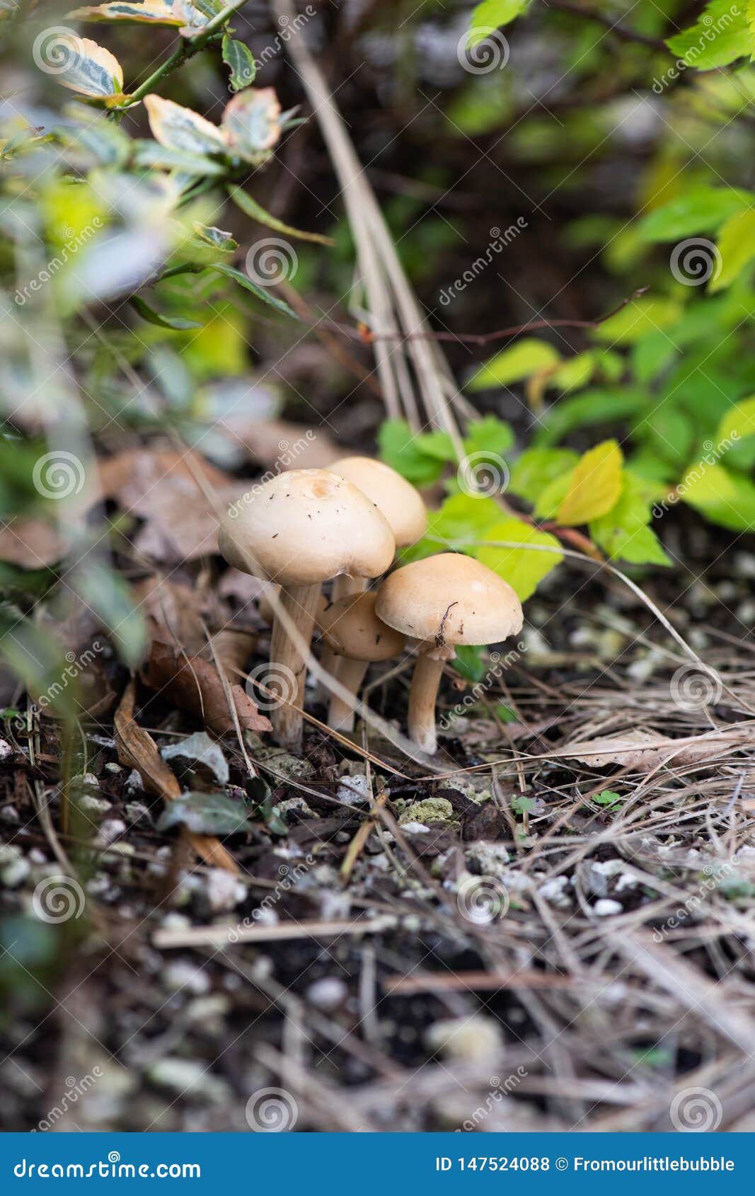 Mushrooms Growing In A Patio Garden Stock Photo Image Of Natural