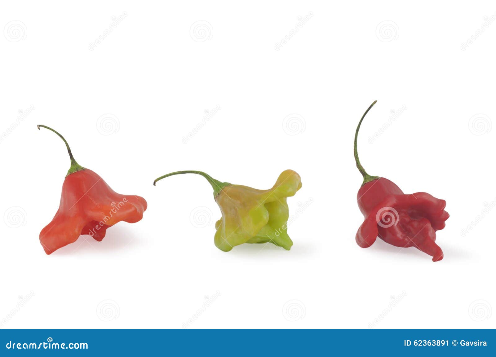 several spicy pepper (trinidad scorpion) isolatad on white