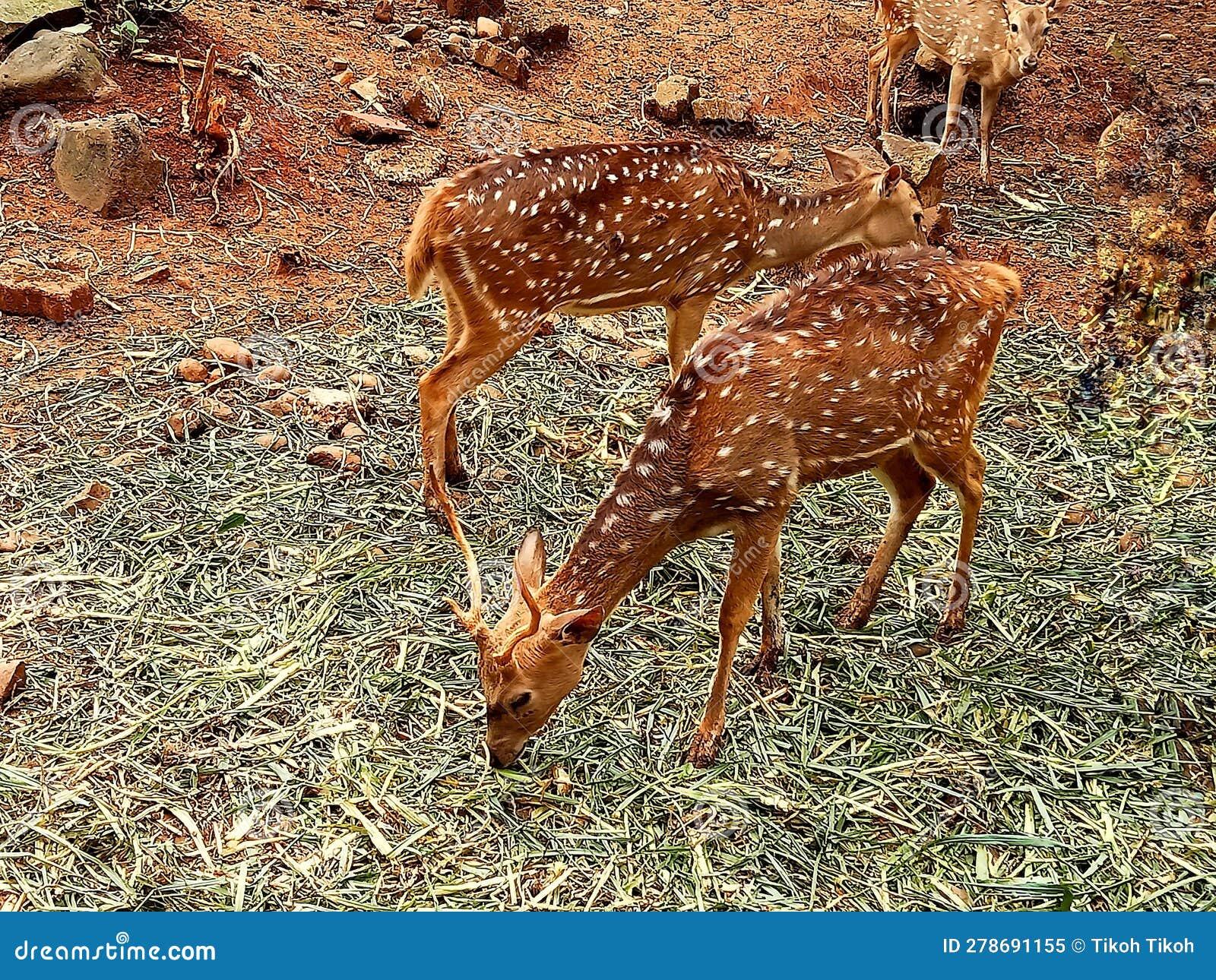Several Sri Lankan Axis Deer Eating Grass Stock Image Image of deer