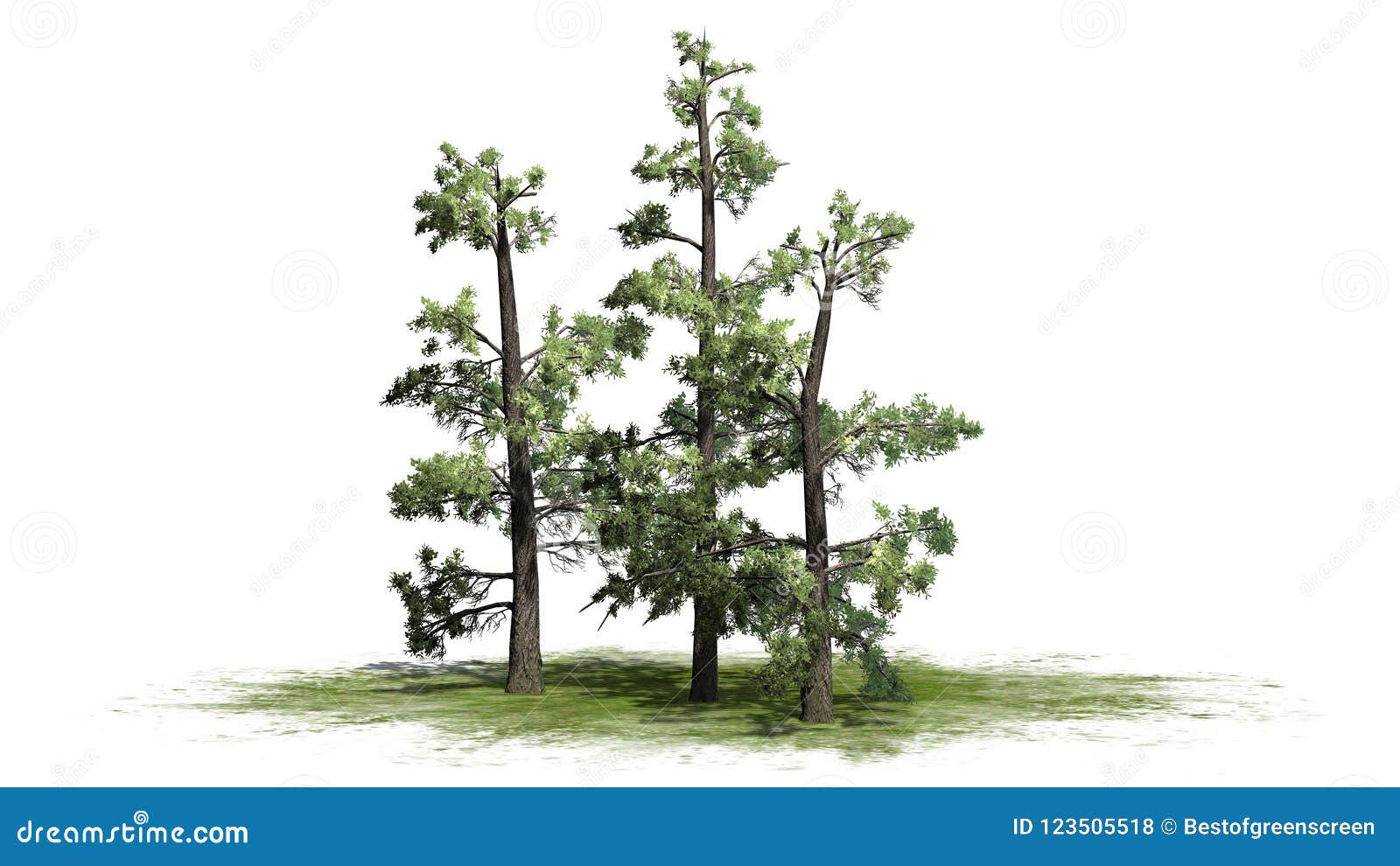 several various eastern white pine trees
