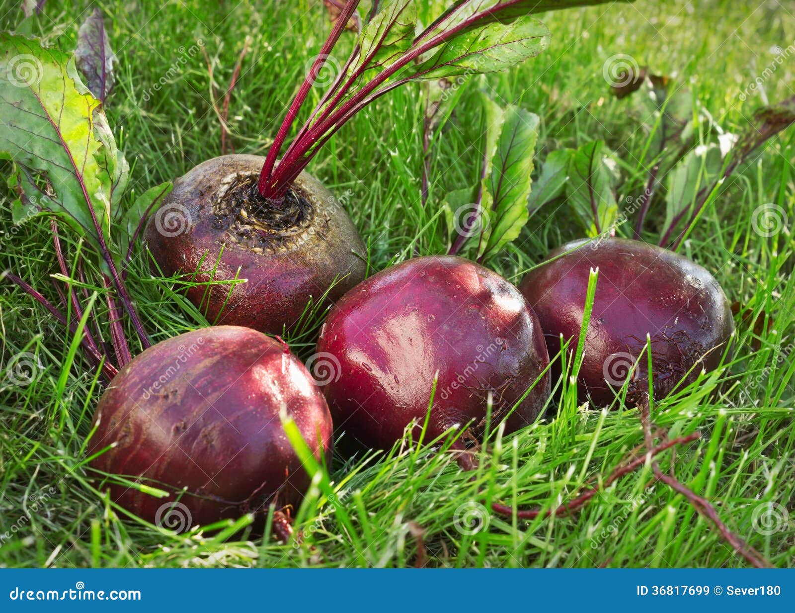 Several Washed Beet Lies on the Green Grass Stock Image Image of