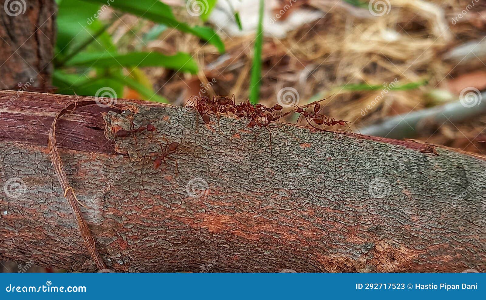 Several Weaver Ants Gathered on a Fallen Tree Stock Image Image of