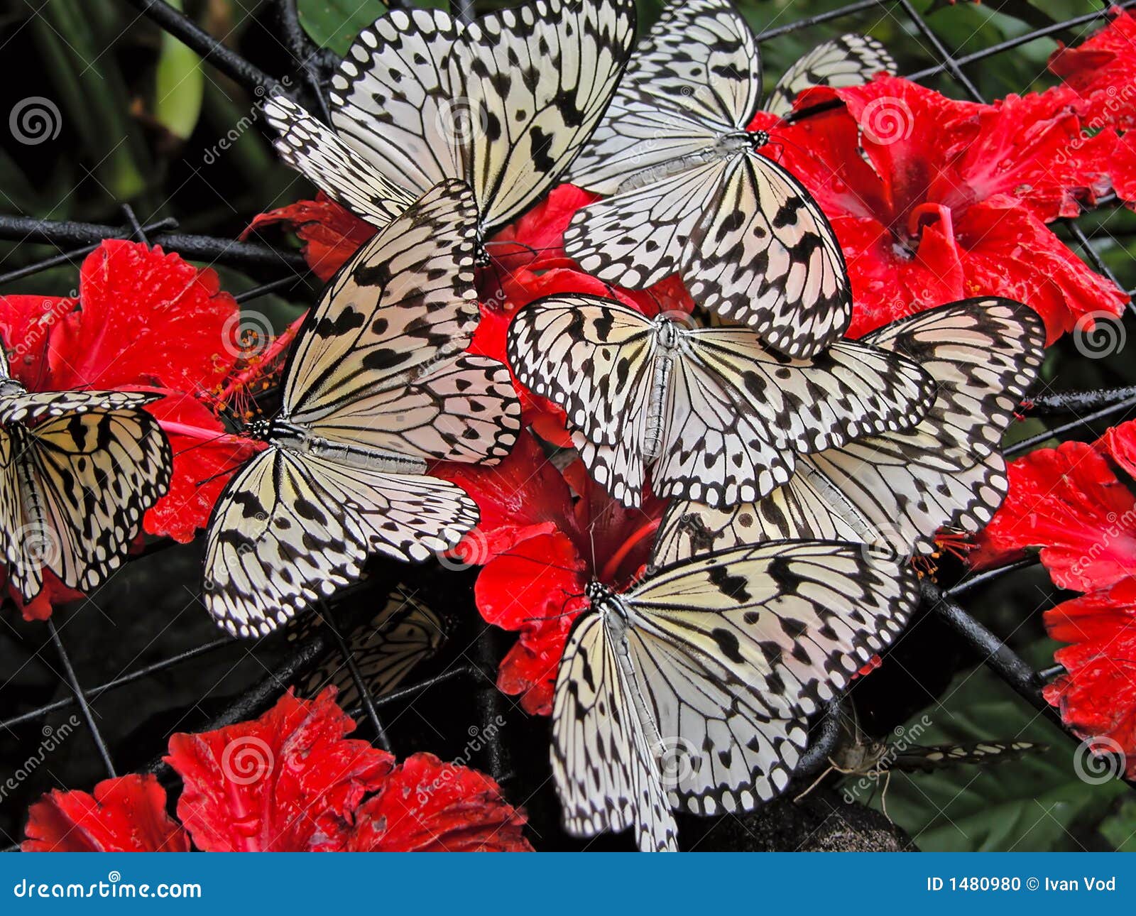 several white butterflies on red flowers