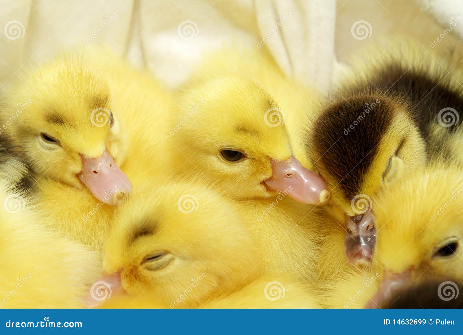 Several Yellow and Black Ducklings Stock Image Image of feathers