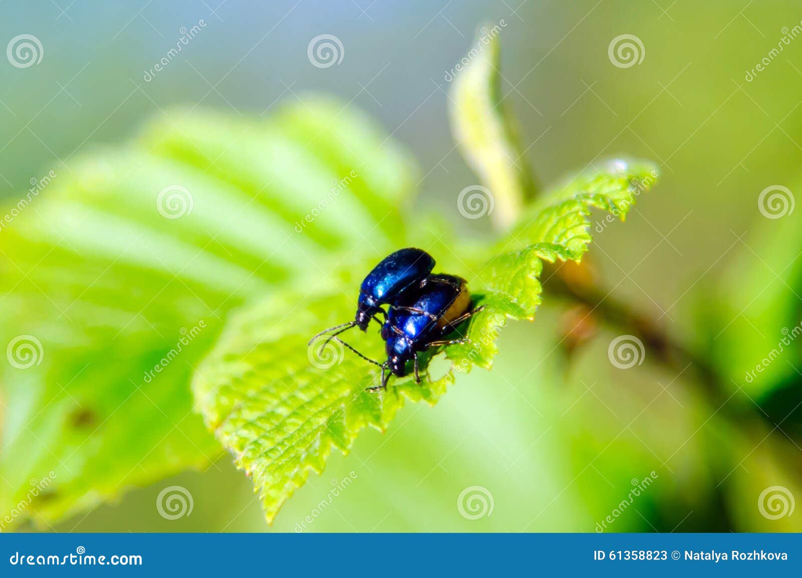 Sex Of Beetles Stock Image Image Of Beauty Detail 61358823