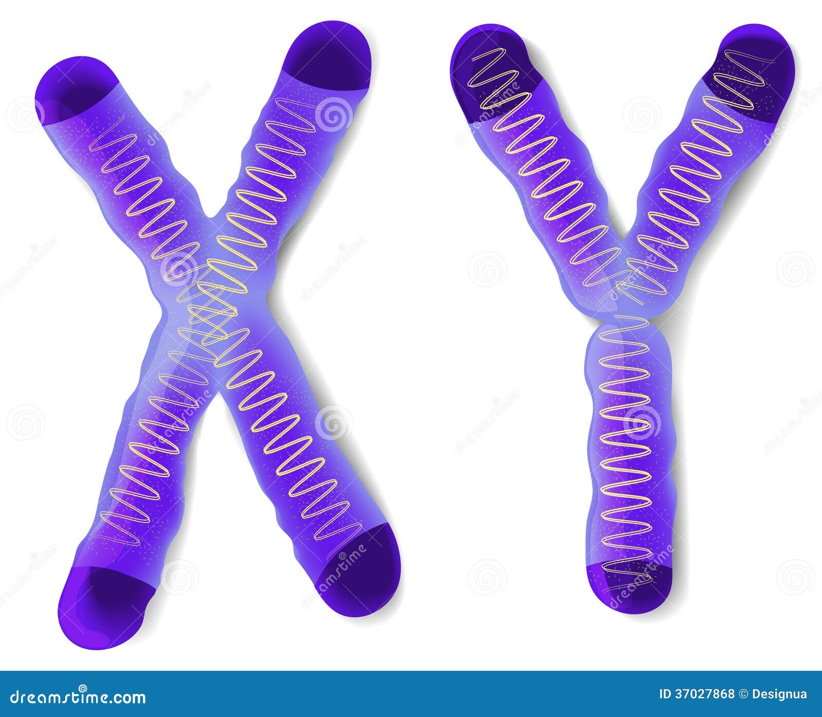 Sex Chromosome X And Y Stock Vector Illustration Of Microscope 37027868