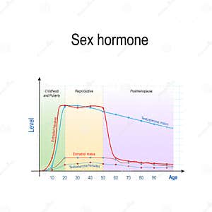 Estradiol Royalty Free Stock Photography CartoonDealer 25288283