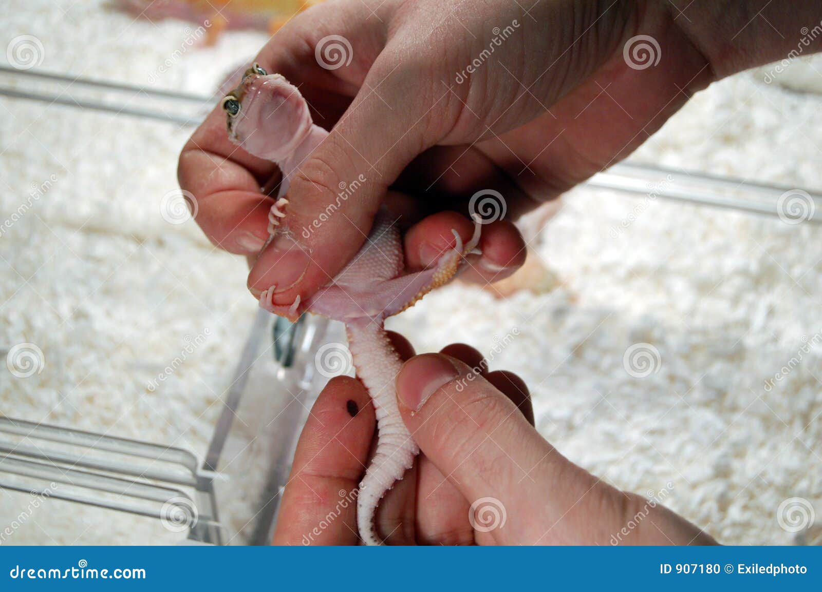 Sexing Stock Photos - Free & Royalty-Free Stock Photos from Dreamstime
