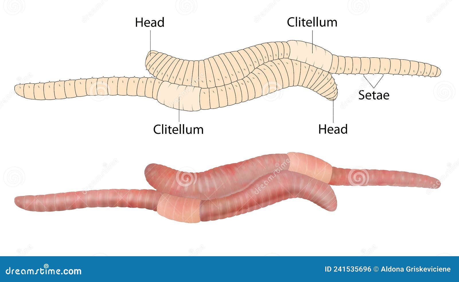Sexual Reproduction Involves Two Earthworms Stock Illustration -  Illustration of cross, dirt: 241535696