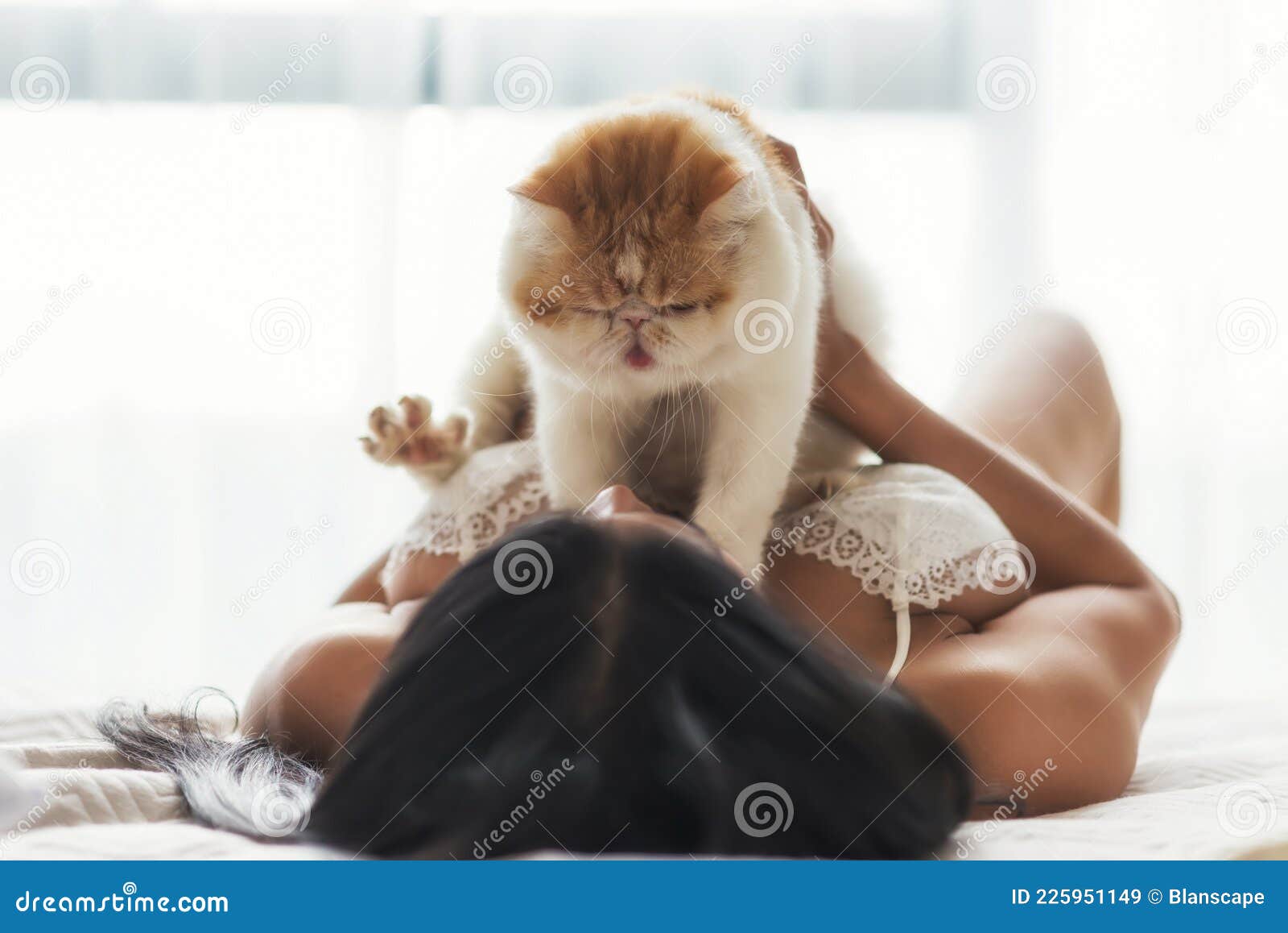 Girl Hold Yellow Exotic Shorthair Cat on Bed Stock Image - Image