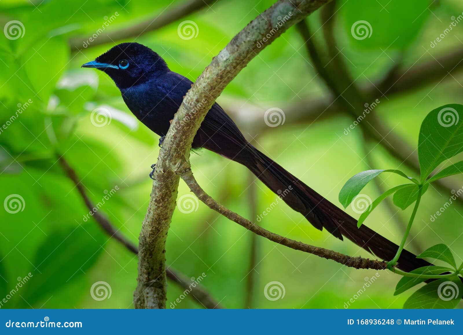 seychelles paradise flycatcher - terpsiphone corvina rare bird from terpsiphone within the family monarchidae, forest-dwelling