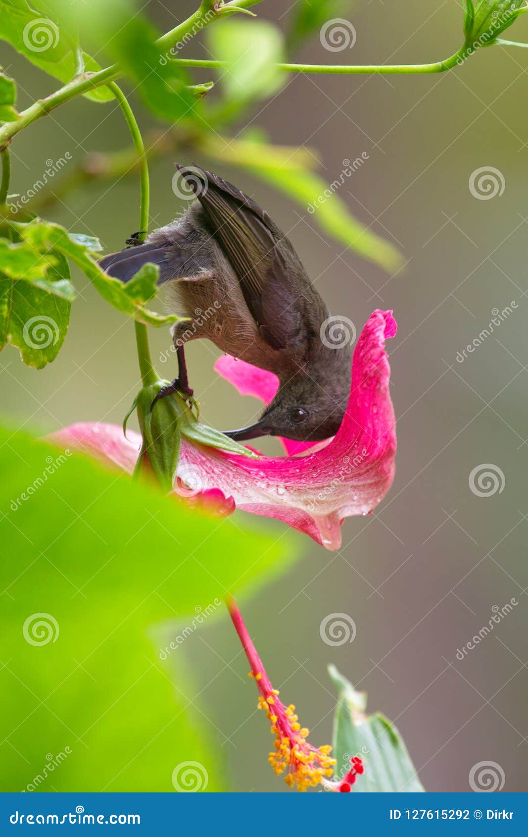 seychelles sunbird cinnyris dussumieri Coloso