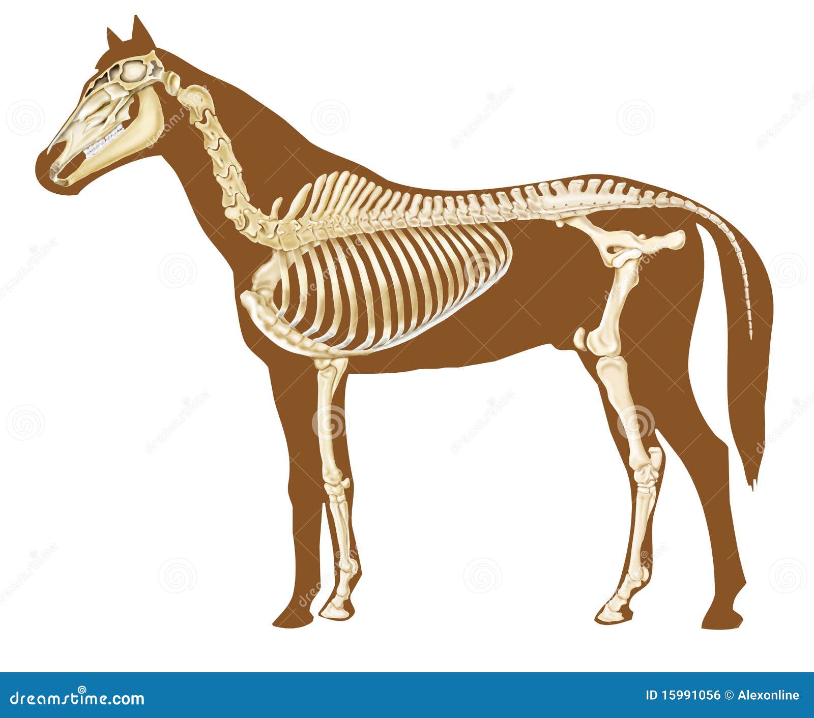 Sezione Dello Scheletro Del Cavallo Illustrazione di Stock