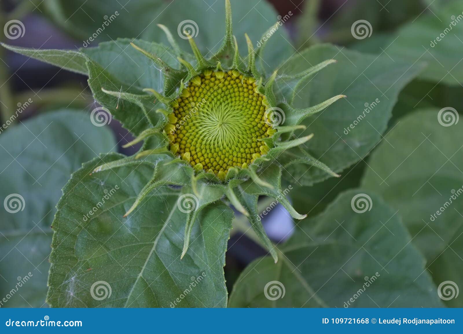 Sfondo naturale del girasole, fioritura del girasole Estate di concetto, fiore, giardino