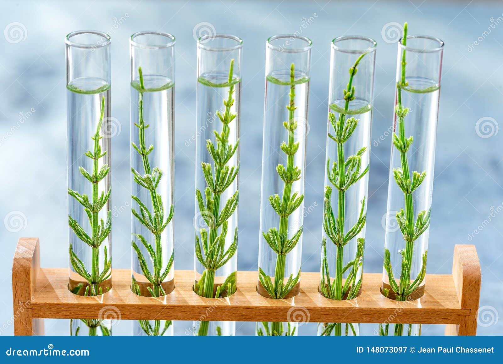 SGMO Concept Samplings of Modified Plants Growing Inside Test Tubes. Stock Image