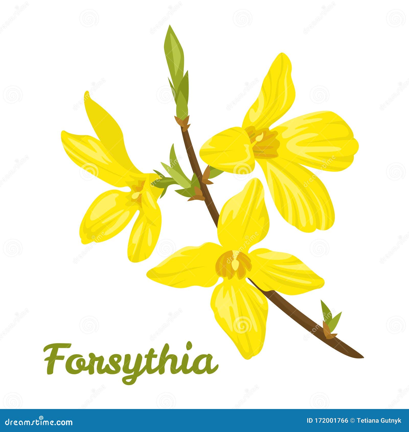 Forsythia Yellow Flowers Watercolor Background Royalty-Free