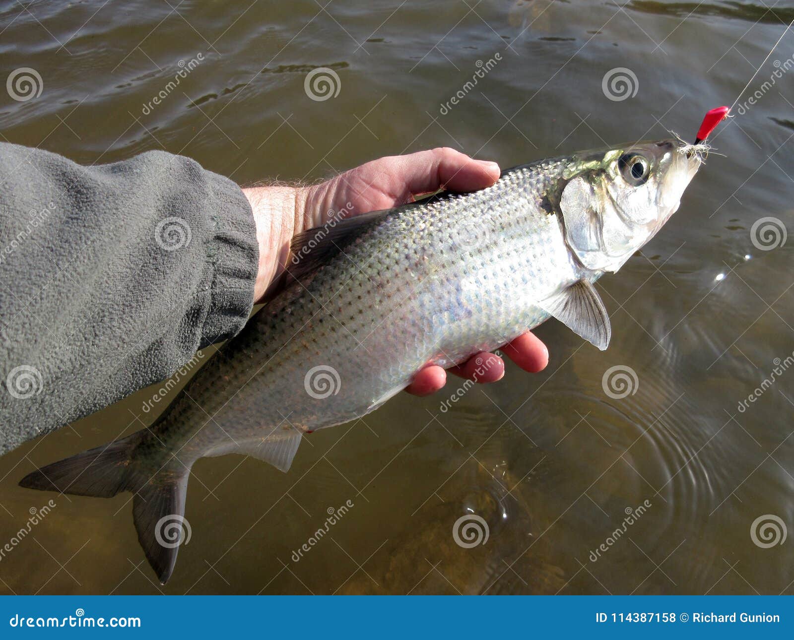 Shad Fishing in Washington DC Stock Photo - Image of spawns, washington:  114387158
