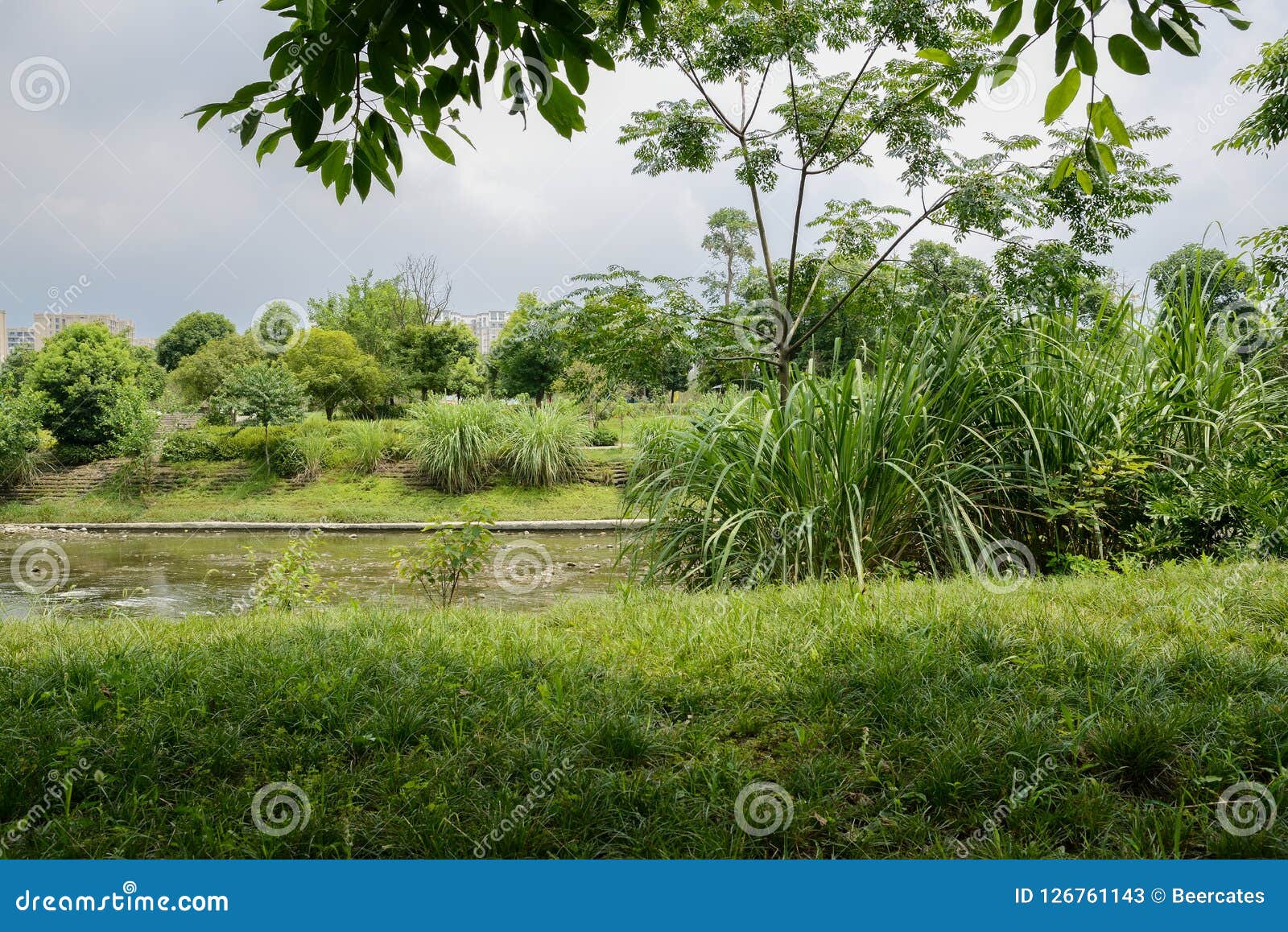 Shaded Grassy Riverside in City at Cloudy Summer Noon Stock Image ...