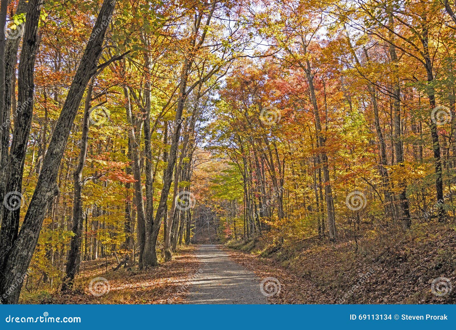 shaded path in the forest in autumn