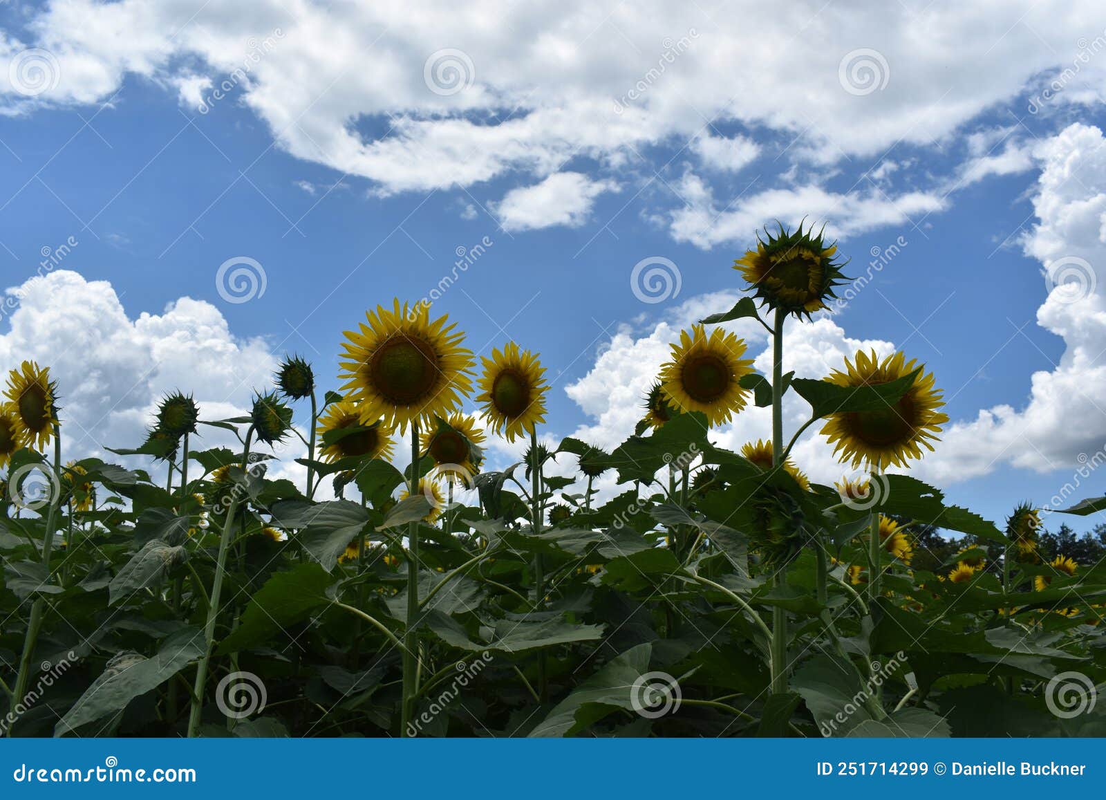 Shaded Sunflowers Stock Photos Free & RoyaltyFree Stock Photos from