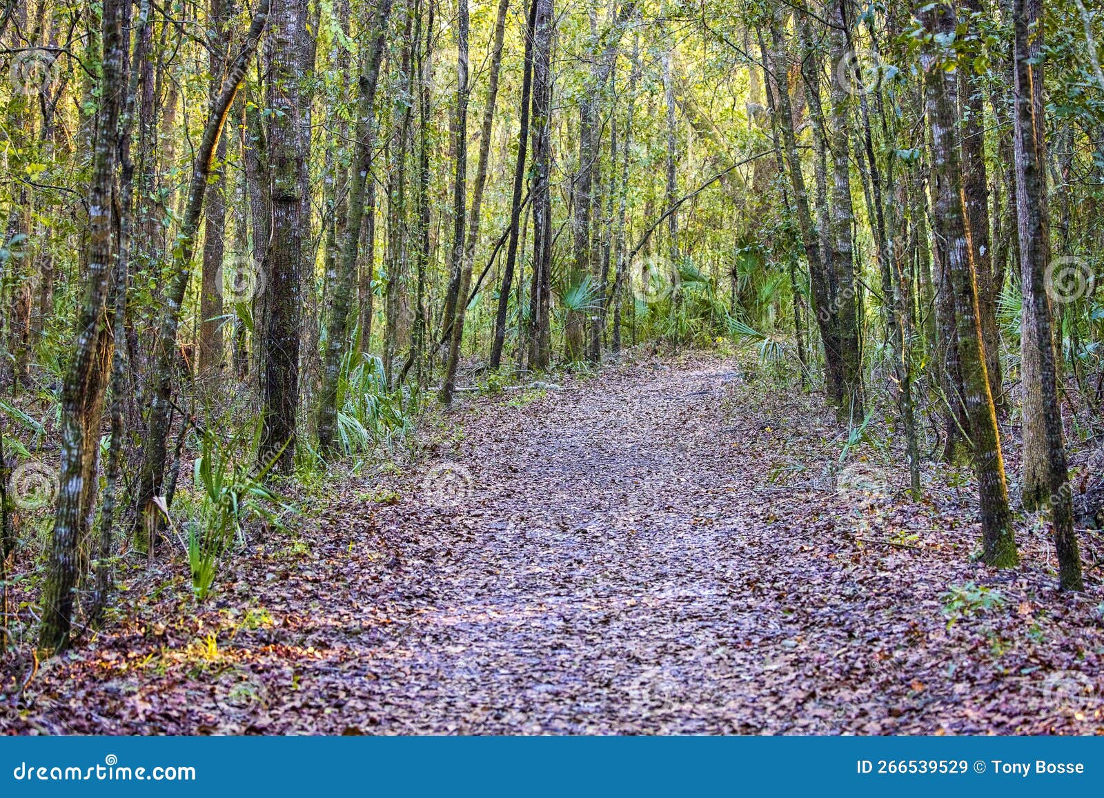 shaded trail in the woods