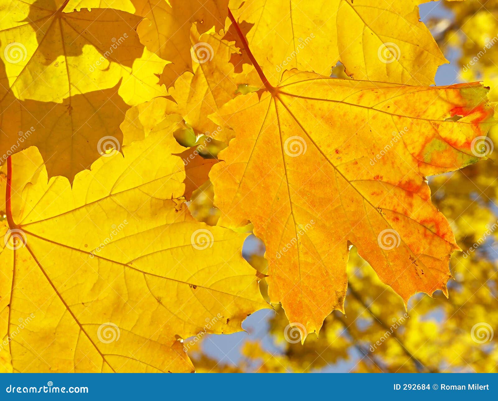 Shades Of Yellow shades of yellow stock images - image: 292684 Shades Of Yellow shades of yellow stock images - image: 292684
