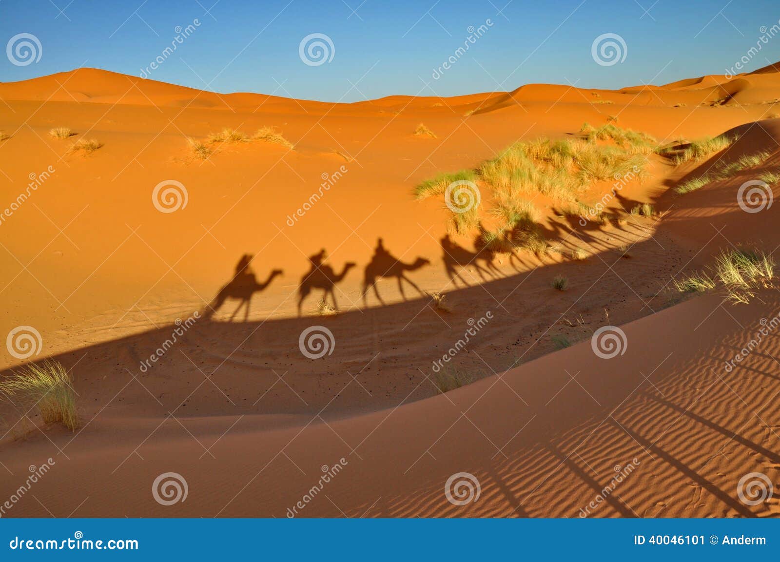 shadow of camels in merzouga desert