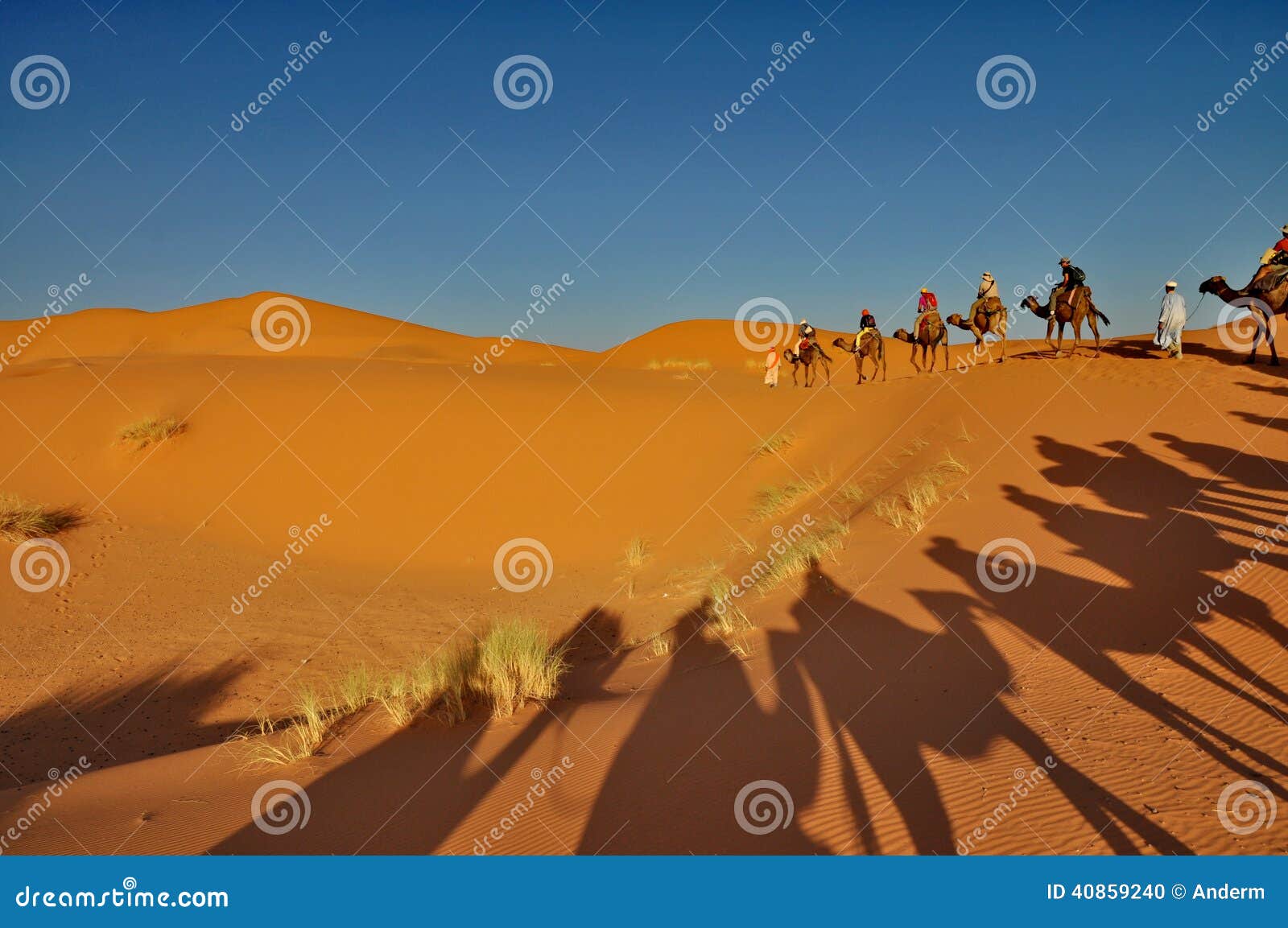 shadow of camels in merzouga desert