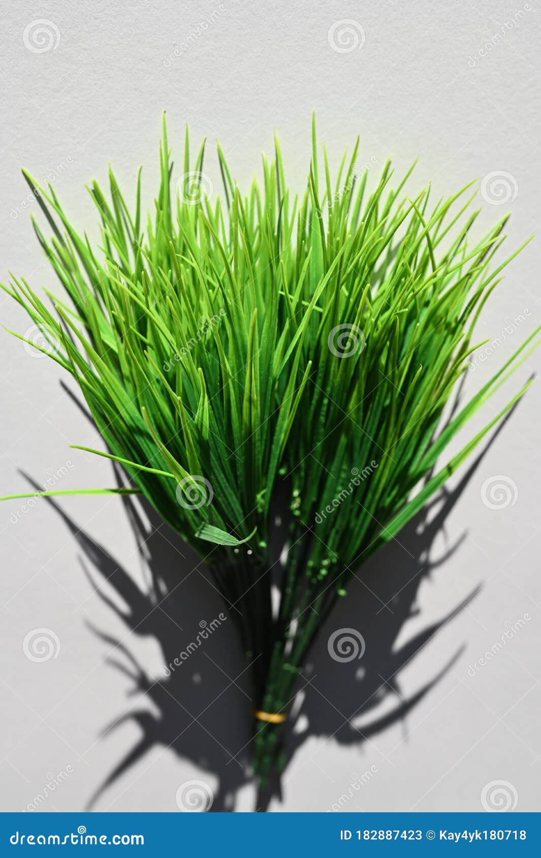 The Shadow  Of Green Grass  Top View Of A Long Shadow  