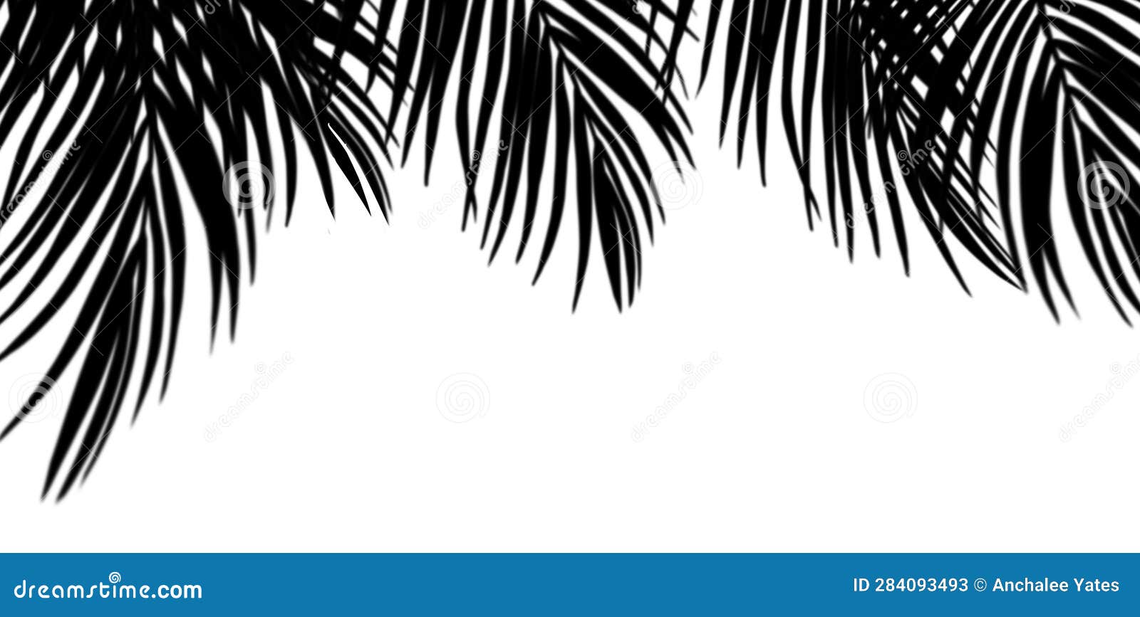 shadow palm leaves onn white wall background, tropical coconut leaf overlay,  object for spring summer, mock up product