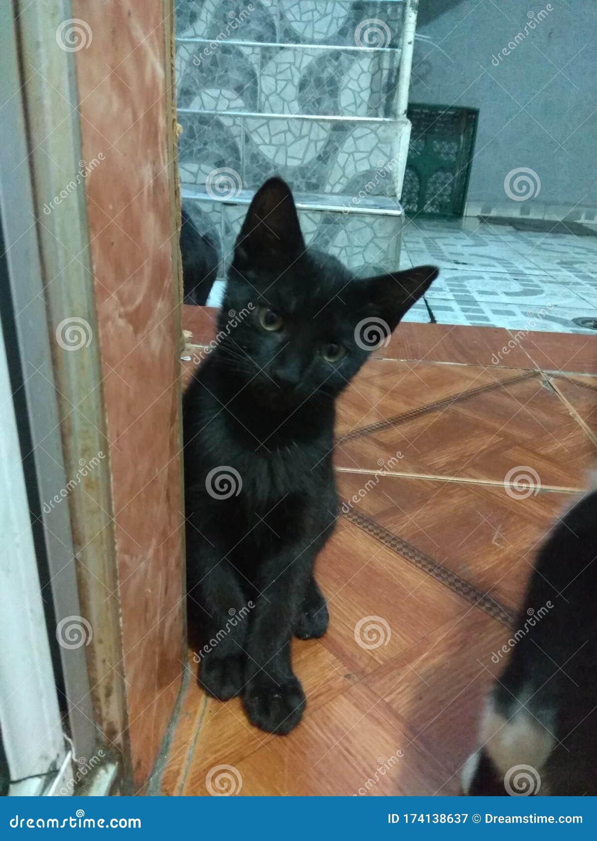 shadow, una gata pensante y juguetona